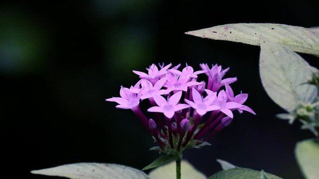 Vibrant Purple Pentas Star Flowers Cluster Macro Close-up on Dark Background