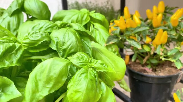  Potted yellow chili peppers and fresh basil plant in a home garden.