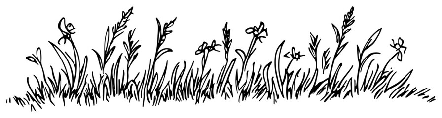 Hand drawn doodle illustration of wild grass and flowers growing in a meadow © Kaz