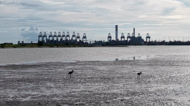 A Lesser Adjutant stork stands on the muddy flats with the industrial cranes of Port of Tanjung Pelepas (PTP) visible in the distance.