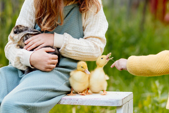Kids enjoying time with baby animals in the garden.