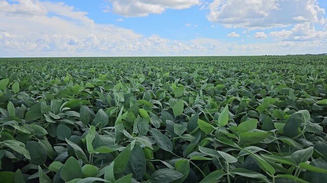 Soybean field on windy day