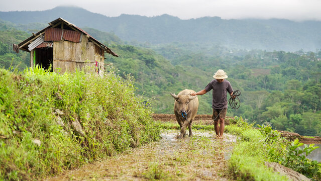 rural scene in indonesia with farmer working rice field with domestic water buffalo animal in rice field on flores island, real people