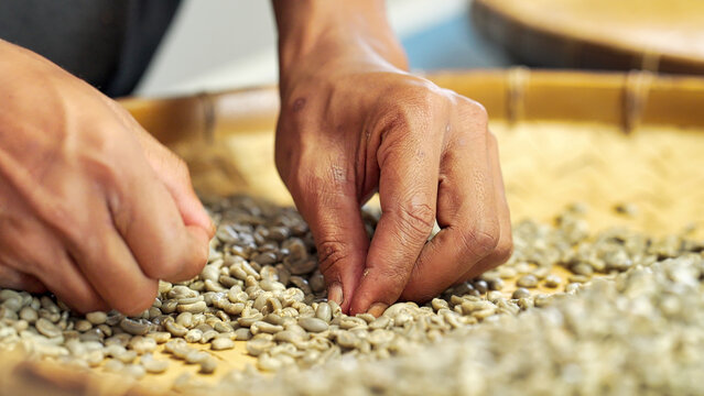 hands sorting green arabica coffee beans on a woven tray in indonesia