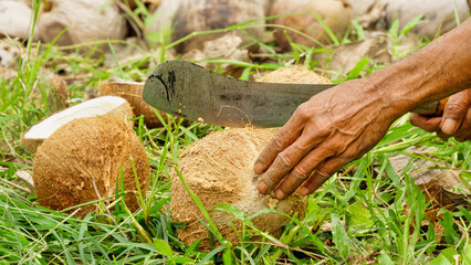 close-up of farmer hand with machete opening harvested coconuts for making copra on farm or plantation on flores island, indonesia, southeast asia © Spice Footage