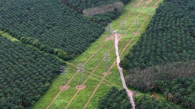 Aerial Electric Transmission Towers Crossing Oil Palm Plantation