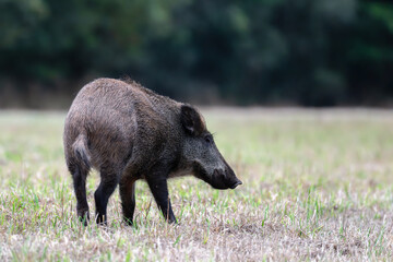 Male Wild boar on the lookout suddenly stopping ready to flee after smelling the scent of a human in a plain at the edge of the forest. Sus scrofa, Sologne, Loiret, r&eacute;gion Centre, France, Europe