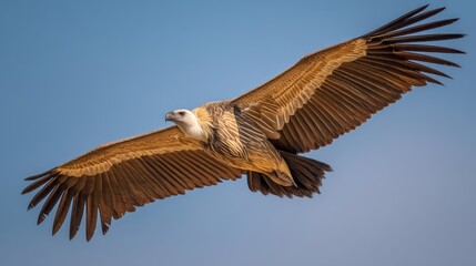 Obraz premium Majestic Eagle in Flight Against Clear Sky, Showcasing Powerful Wingspan and Stunning Feather Details for Nature and Wildlife Photography