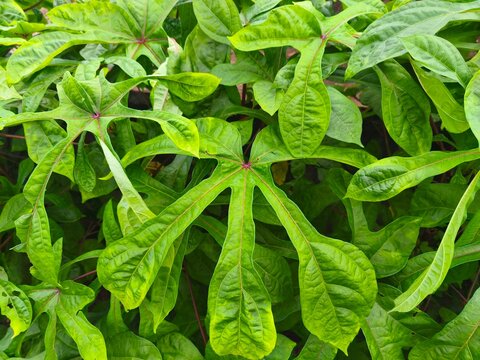 Close-up image of cassava leaves (Manihot esculenta) growing in natural environment. The palmate leaf structure with elongated lobes and visible venation highlights the bota