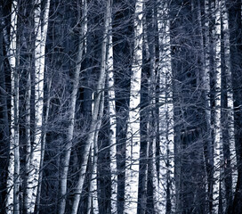 birch tree forest