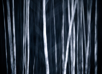 abstract birch tree forest with intentional camera movement for artistic mood