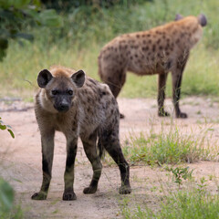 Fototapeta premium The spotted hyenas were waiting patiently. 