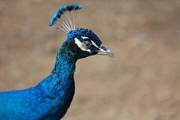Obraz premium Blue peacock portrait. close-up of a peacock's head against a blurred background. High quality photo