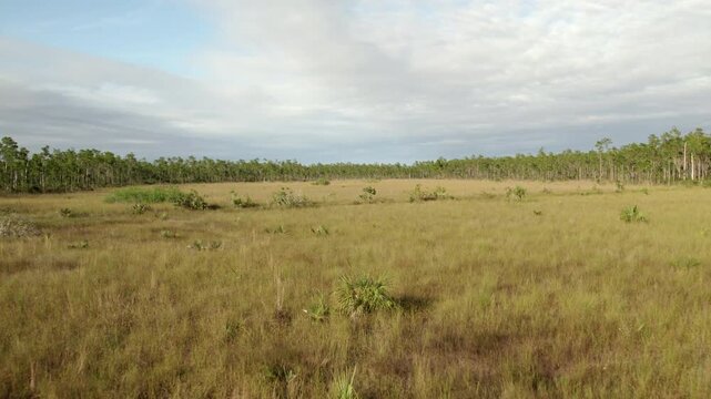 Fly over Florida Everglades grasslands, aerial drone