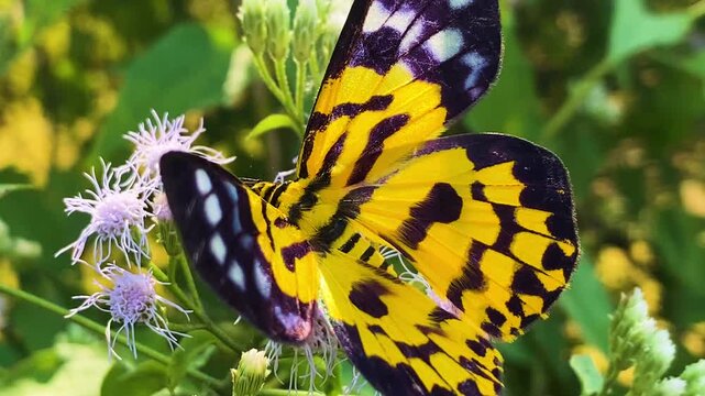false tiger moth butterfly on Siam Weed (Jack in the Bush) flower in nature,bangladesh.