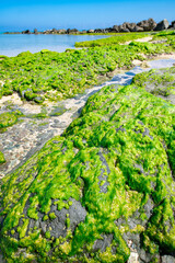 平野ビーチに群生するアーサ