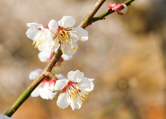 早春の梅園に咲く白い梅の花