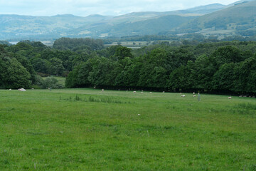 Fototapeta premium Beautiful pastoral scene. Peaceful rural setting with sheep. Idyllic green hills under sunny blue sky. Tranquil countryside featuring grazing sheep and vibrant green slopes under bright sunshine.