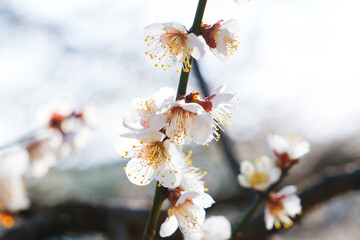 早春の梅園に咲く白い梅の花