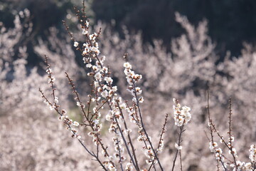 早春の山に咲く白梅