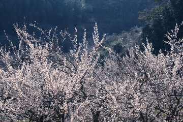 早春の山に咲く白梅