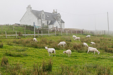 White sheep grazing in front of a traditional Scottish cottage in fog © 9parusnikov