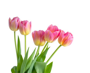 Fototapeta premium Pink tulip on white background.