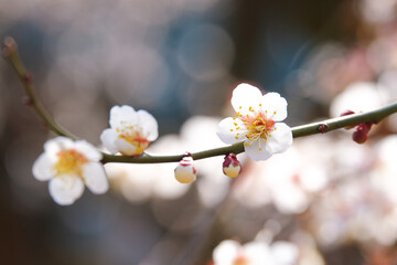 早春の梅園に咲く白い梅の花