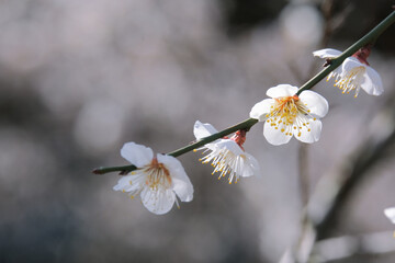 早春の梅園に咲く白い梅の花