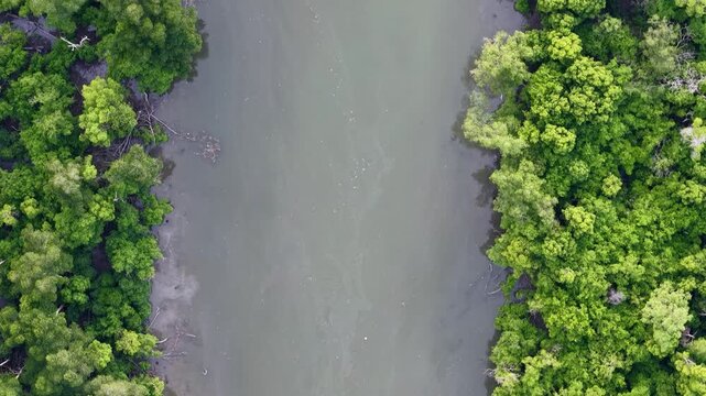 Aerial view of green mangrove river channel