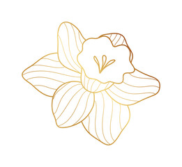 Obraz premium Narcissus flower gold line art vector.