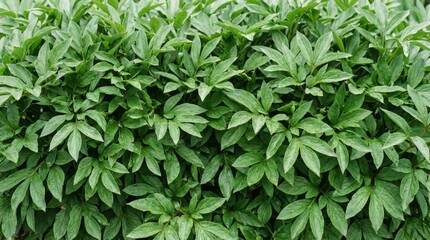 Fototapeta premium Vibrant Green Plant Leaves Texture