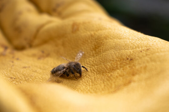 Sick honey bee close-up. Used up resource. Varroa mite infestation. Global decline of bee populations. High quality photo