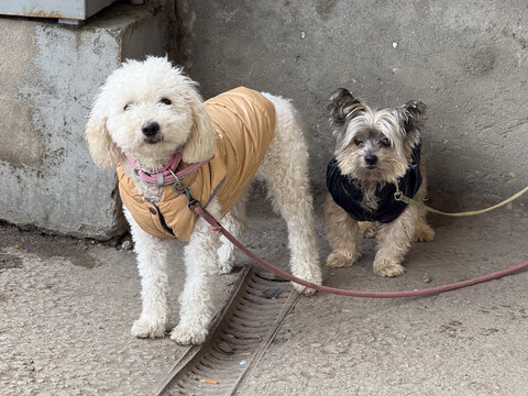 Two small dogs on leash wearing jacket outdoors. Companionship, pet care, urban walk, friendship, and domestic animal lifestyle concept.
