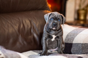 Cute little gray Cane Corso puppy on a checkered woolen blanket against the backdrop of a burning fireplace