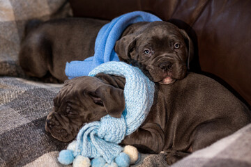 Two cute little Cane Corso puppies in knitted blue scarves on a checkered wool blanket
