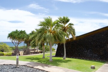 Fototapeta premium The scene of palm trees swaying in the wind on Hawaii Island