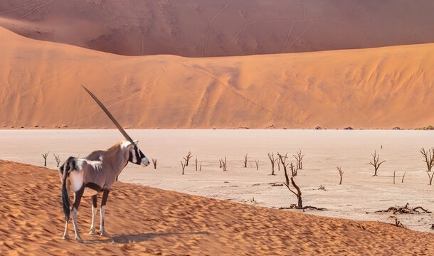 Oryx gazella (Gemsbok) in standing in savannah in the morning sun light at Central Namib Desert - Dead trees in Dead Vlei - Sossusvlei, Namib desert, Namibia