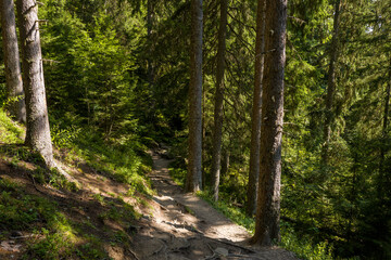 Fototapeta premium Winding forest path shaded by mature pines and surrounded by dense green undergrowth, with sunlight casting patterns across the earthy ground and exposed roots.