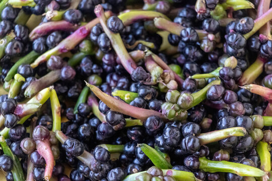 Macro close-up of ripe, glossy purple Malabar Spinach seeds (Basella alba). These organic Pui Shak berries on green stems are perfect for planting, natural dye, or detailed texture backgrounds
