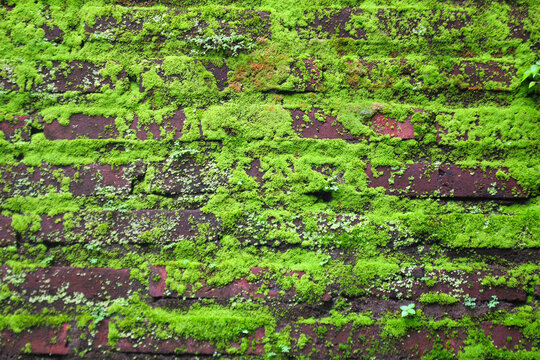 Front view of mossy red brick wall  background texture. Natural life of moss. Weathered aged wall with mossy scene.