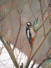 Dzięcioł na krzaku jedzący zawieszony pokarm dla ptaków. © EwaAF