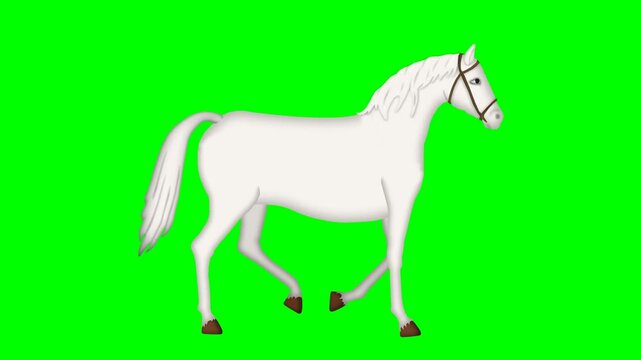 Beautiful white horse gracefully walking side view 2D animation green screen chroma key. Nature and equestrian animal concept. Premium asset perfectly optimized for video compositing design.