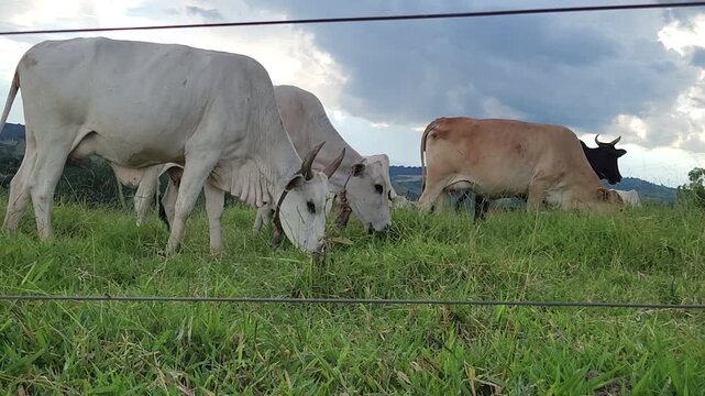 Vacas criadas soltas pastando em pastagens de fazenda. Alimenta&ccedil;&atilde;o de gado em pastagens agr&iacute;colas.