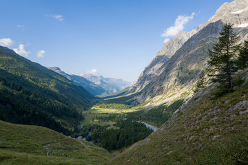 Obraz premium Sweeping view of Val Ferret with a winding river, dense pine forests, and rugged mountain slopes illuminated by afternoon sunlight under a clear blue sky.