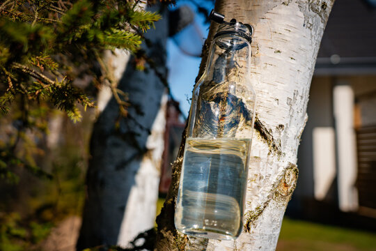 Birch sap harvesting from tree trunk in spring garden