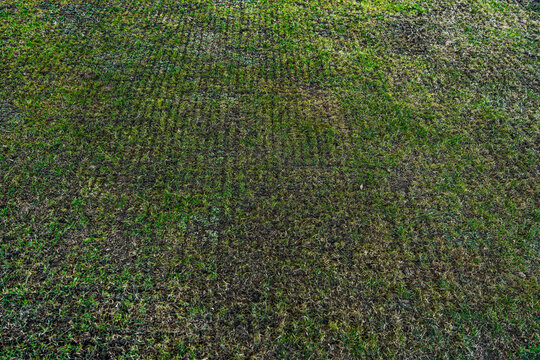 Close up of aerated lawn after spring scarifying