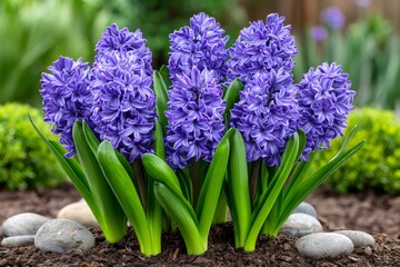 Obraz premium Purple hyacinth flowers blooming in a spring garden