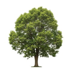 Fototapeta premium A majestic green tree standing tall against a white background