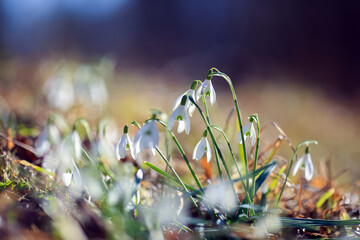 Blooming Galantus Nivalis in the park